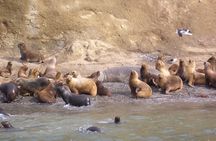 Magdalena Island Penguin Tour by Boat from Punta Arenas
