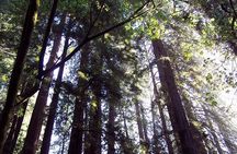 Shore Excursion: Guided Tour to Muir Woods with Roundtrip Journey