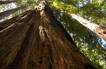 San Francisco: Coastal Redwoods Tour and Hop-on Hop-off Bus Tour