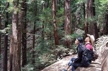 Shore Excursion: Guided Tour to Muir Woods with Roundtrip Journey