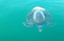 Beaches Dolphins And Viewpoints Discovering The Hidden Port By Sea And Land