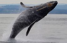 Victoria Shore Excursion: Whale-Watching Cruise with Expert Naturalist Guides