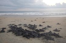 Preserving Baby Sea Turtles And Filling You With Energy In Bioluminescent Lights
