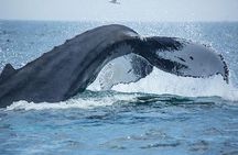 Boston Whale Watching Cruise