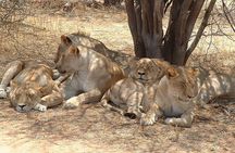 2 Days Ruaha National park