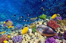  Snorkeling Trip to Utopia Island in Safaga from Luxor 