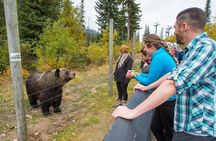 Discover Grizzly Bears from Banff
