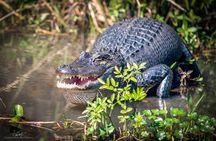 New Orleans Self-Transport Swamp and Bayou Boat Tour