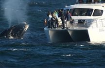 Boat Based Whale Watching from Hermanus