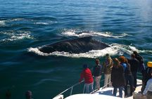 Boat Based Whale Watching from Hermanus