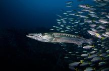 PADI Advanced Open Water Diver course Two days one night included accommodation