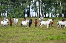 New Forest & Salisbury Day Tour from Southampton