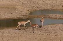 Private Half- Day Bishnoi Village Safari Day Tour In Jodhpur