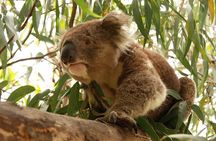 Private Tour: Great Ocean Road from Melbourne