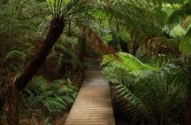 Great Ocean Road Medium Size Group Tour