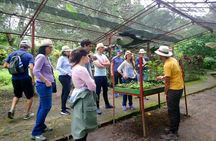Exclusive Coffee Experience:Tour from Bogotá