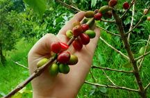 Exclusive Coffee Experience:Tour from Bogotá
