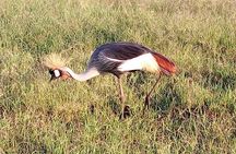 Mikumi national park full day tour