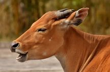 7 Days Tarangire, Serengeti, Ngorongoro & Manyara Camping Safari Tour Tanzania