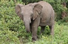 9 Days Tarangire, Serengeti, Ngorongoro Crater & Manyara Camping Safari Tour 