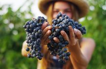 Small Group Napa Valley Tour for Wine Lovers