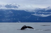 Victoria Zodiac Whale Watching Adventure 