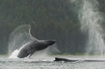 Paddle with Whales Kayak Adventure Juneau