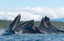 Juneau Shore Excursion: Paddle with Whales Kayak Adventure