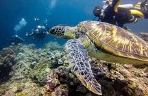 Moalboal Island Hopping (Pescador Island, Sardines and Turtles)