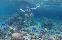 Moalboal Sardines & Turtle Snorkeling and Kawasan Canyoneering