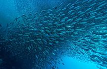Moalboal Sardines & Turtle Snorkeling and Kawasan Canyoneering