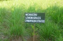 Spices and Stone Town Tour in Zanzibar