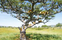 3 Day Private Safari in Serengeti and Ngorongoro National Park
