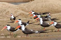 Chambal River Safari