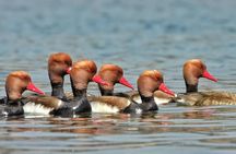 Chambal River Safari
