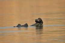 Chambal River Safari