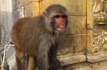 Privet Day Tours in Kathmandu Nepal 