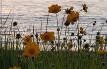 Down Island Tour with One Hour in Edgartown