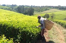 Nairobi to Kiambethu Tea Farm Tour
