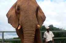 Lesedi cultural village and Elephant walk