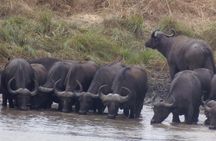 Dar Es Salaam: Day Trip Safari to Mikumi National Park by Train