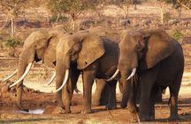 Dar Es Salaam: Day Trip Safari to Mikumi National Park by Train