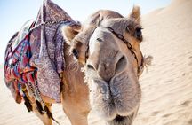 Desert Safari 4x4 Dubai, BBQ Dinner, Camel Ride, Dune Bashing