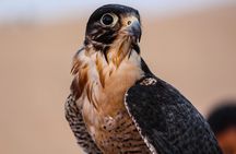 Desert Safari 4x4 Dubai, BBQ Dinner, Camel Ride, Dune Bashing