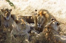 3 Days Masai Mara Tented Camp & Transport 4 x 4 Jeep