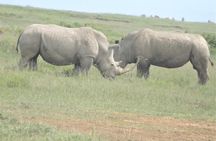 Thrilling 6 Days Amboseli-Lake Nakuru-Maasai Mara Budget Safari