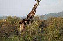 Thrilling 6 Days Amboseli-Lake Nakuru-Maasai Mara Budget Safari