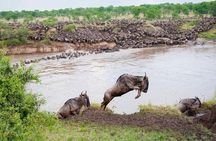 9 Days Tarangire, Serengeti, Ngorongoro Crater & Manyara Camping Safari Tour 