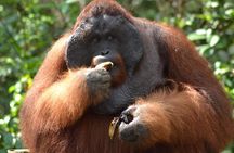 5 Days Truly Orangutan Wildlife Jungle Trail