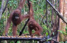Orangutan Tanjung Puting Honeymoon CoupleTour